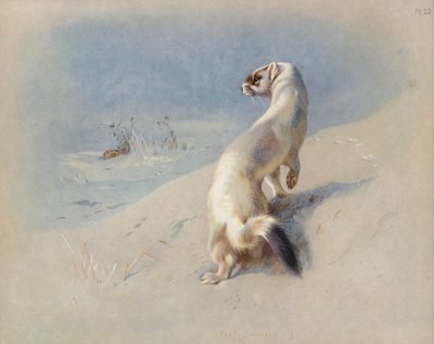 Armiño (invierno) de Archibald Thorburn
